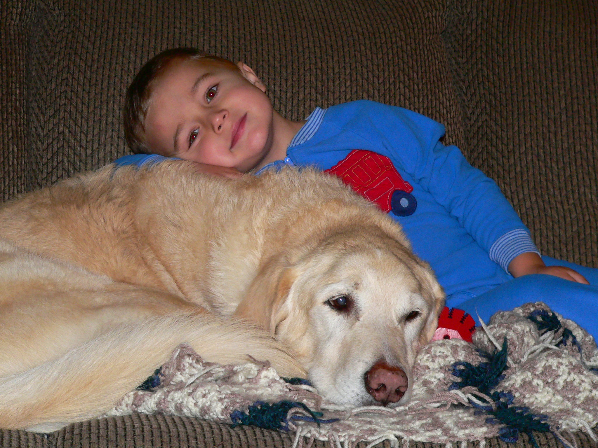 Image of Lab Retreiver